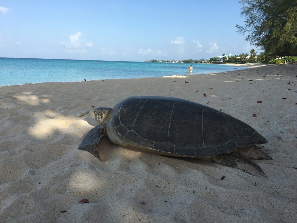 Sea turtle on Seven Mile Beach