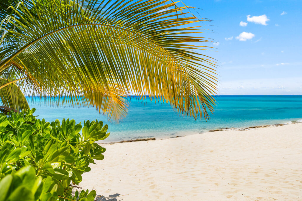 Seven Mile Beach framed by palm leaves